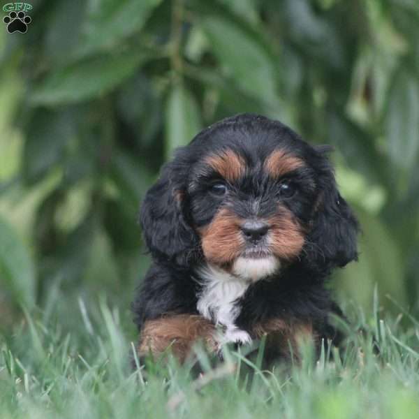 Jade, Cavapoo Puppy